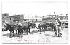 Arnett Oklahoma Ox Team RPPC Photo Postcard Ellis County picture