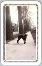 Vtg B&W Snapshot Boston Terrier Dog Standing Sidewalk Tree Lined Street 1936 picture