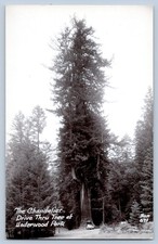 Chandelier Drive Thru Tree Underwood Park Real Photo Postcard RPPC 1930-50  picture