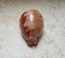 F Cypraea rosea mappa WOW singularis great pattern natural glossy F++++ 77.2 mm picture