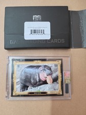 2024 Gas Trading Cards Moo Deng RC 09/10 Rare Collectible  picture