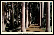 Vintage Florida Royal Palms Archway Postcard McKee Jungle Gardens picture
