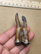 38g Beautiful Ice Age tooth collection picture