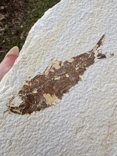 Large Eocene Bony Fish Fossil- Natural 5.5” Fish Fossil Plate Green River WY picture