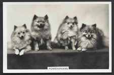 PATTREIOUEX (OTHER) - DOGS - #46 POMERANIANS picture