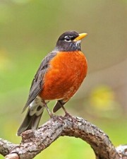 AMERICAN ROBIN Glossy 8x10 Photo Wildlife Print Bird Poster picture