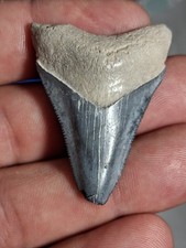 Nice Vibrant Blue Bone Valley Megalodon picture
