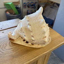 Large Queen Horned Helmet Conch Shell Beautiful Colors And Detail 🔥🔥🔥 picture