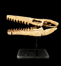 Museum Display Massive Mosasaur Skull Fossil With Tooth Jaws Authentic Cretaceou picture