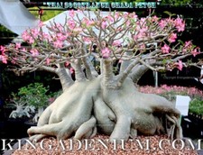 ADENIUM THAI SOCOTRANUM DESERT ROSE 