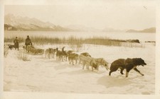 Alaska RPPC Sled Team Dogs In Snow picture
