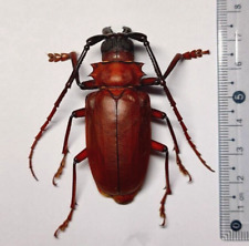 Cerambycidae Prioninae sp.  A- #391 NORTH THAILAND picture