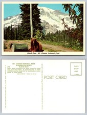 Washington WA Mount Rainier National Park Black Bear Postcard picture