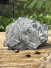 Large Fern Fossil Specimen- Natural 4.2” Fern Leaves Double Shale Impressions picture