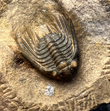 Leonaspis sp. Trilobite Fossil - Beautiful Detailed Preparation ✅ picture