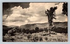 Green Mts. Vermont, Gifford Woods State Forest Park  c1947 Vintage Postcard picture