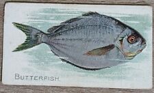 1910 T58 American Tobacco Fish Series Butterfish picture