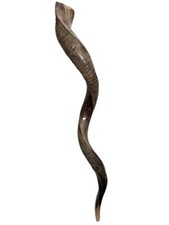 Shofar Yemenite Kudu Horn XXL 40”-44” New KOSHER Half Polished  USA picture