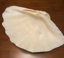 Tridacna Natural Saltwater Clamshell Fluted With 4 To 6 Folds picture