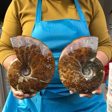 3.82LB 2pcs Natural Horn Screw Fossil Ammonite Conch Crystal Specimen Healing picture