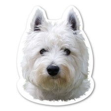West Highland White Terrier Magnet picture