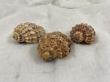 (3) HARPA ARTICULARIS SEA SHELLS 3