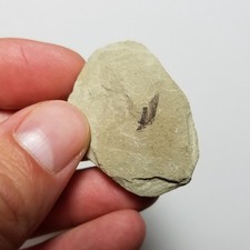 Fossil Bird Feather Green River Formation Utah Colorado not Fish or Insect picture