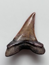 Isurus Hastalis Copper Red Mako Fossil Shark Tooth - Collectors Grade 50mm picture
