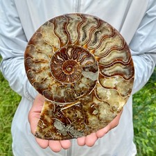 1.54LB Natural Fossil Snail Agate Fancy Cabochon Gemstones picture