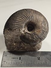 2.5-inch, 220 gram Macrocephalities macrocephalus ammonite fossil - Amazing picture