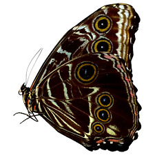 Deidamia Scarce Morpho Butterfly MALE (Morpho deidamia) Entomology Specimen picture