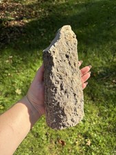 Natural Stigmaria Fossil Plant Root- Large 7” Stigmaria Fossilized Tree Root picture
