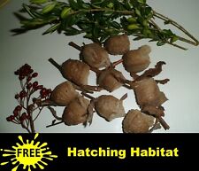 10 Large Praying Mantis Egg   Mantis Egg Cases + FREE HATCHING BAG 2023 Season® picture