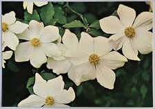 British Columbia Pacific Dogwood Floral Emblem Postcard LS-5397 Canada picture