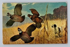 Pheasants and Spaniel Dog Hunting Painting Alexandria Minnesota Postcard picture