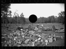 Photo:1930s Logging Crew Cutting Piling Logs in Forest Landscape picture