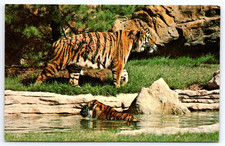 St. Louis Missouri MO Zoological Park Siberian Tigers Vintage Photo Postcard picture