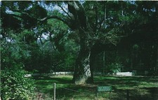 Postcard CA: Old Vedugo Oak Tree, Descanso Gardens, La Canada, California picture