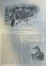 1893 Prairie Hen and its Enemies illustrated picture