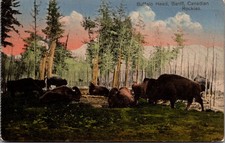 Vintage Banff Canadian Rockies Buffalo Head Bison Postcard 1922 picture