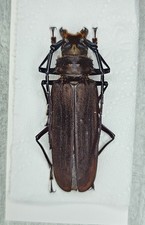 Cerambycidae : Orthomegas haxairei 75mm A- picture