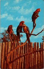 Vintage Fort Wayne Children's Zoo Macaws Postcard by Charles W. Smith picture