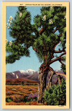 c1940s Joshua Palm Desert California Linen Postcard picture
