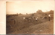 Cattle Or Bullocks In Field 1907 Helen Chalmers RPPC Real Photo Postcard 4P23-8 picture