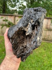 Texas Petrified Wood 11x6 Highly Detailed Rotted Hollow Branch Brazos County picture