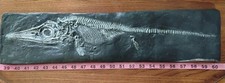Juvenile Ichthyosaur ( Stenopterygius quad.) Skeleton- Mesozoic marine reptile- picture