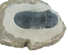 Fossil Trilobite Paralejurus spatuliforumis (EA9390) Devonian. Atchan. Morocco picture