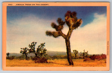 c1940s Joshua Trees Desert Los Angeles CA Kodachrome Postcard picture