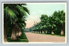 CA-California, Palm Bordered Drive, Vintage Postcard picture