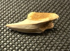 Top Rare species Paraisurus compressus Fossil  Tooth 0.8” Russia Belgorod Region picture